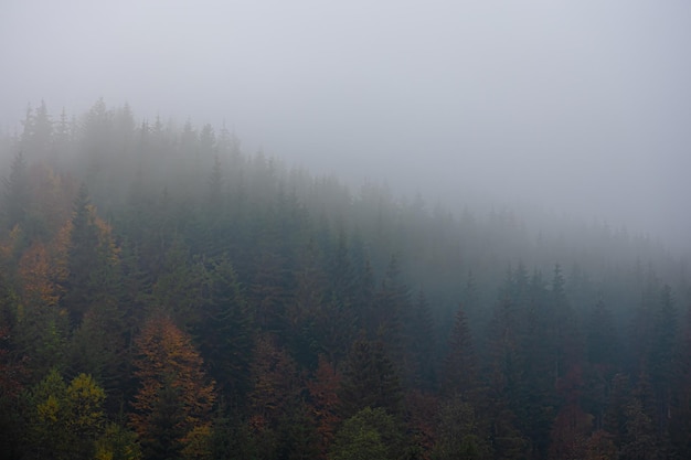 植树节从那年开始的