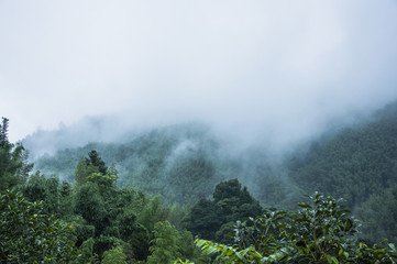 叶片一能进行光合作用着部位是（　　）A．只有表皮细胞B．只有叶肉细胞C．只有保卫细胞D．所有含叶绿体的
